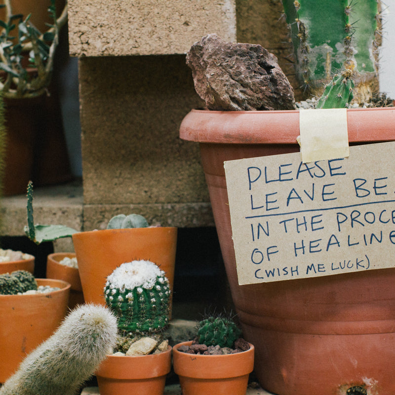 Echo Park's Hot Cactus