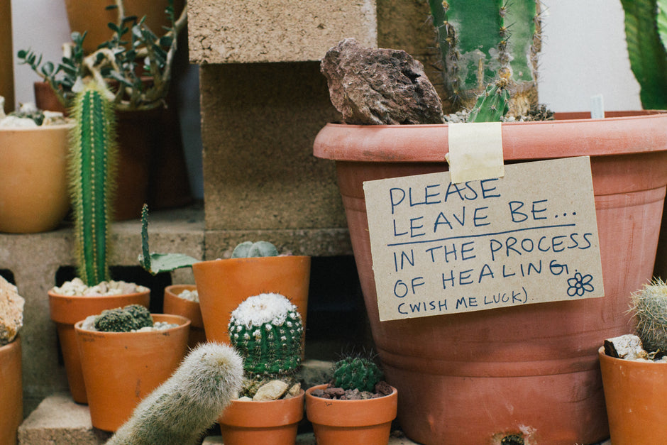 Echo Park's Hot Cactus